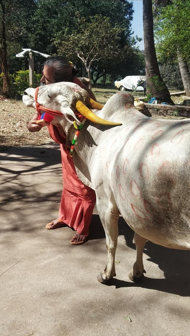 Cow Seva Activity